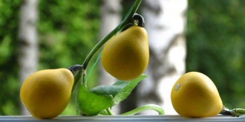 Kovrčava ukrasna bundeva: fotografija, uzgoj